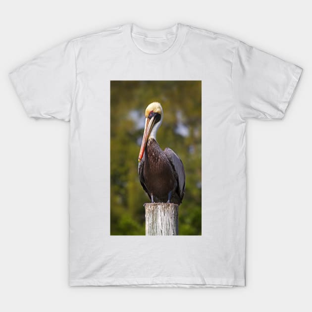 Pelican T-Shirt by Jim Cumming
